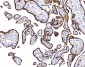 Anti-CD55 Antibody Picoband™ (monoclonal, 9F3A1)